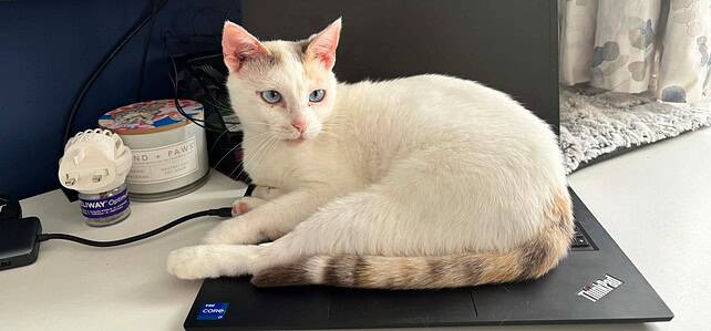 PEARL (rrc) – Fostered near Basingstoke PEARL (rrc) – Fostered near Basingstoke