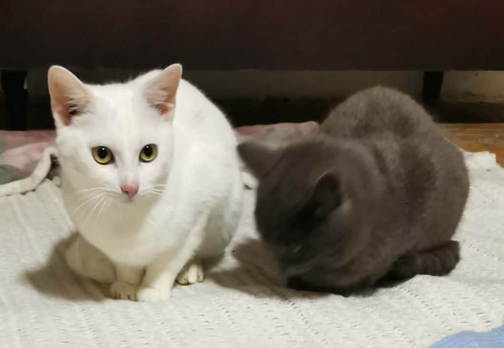 received_1258239226410464