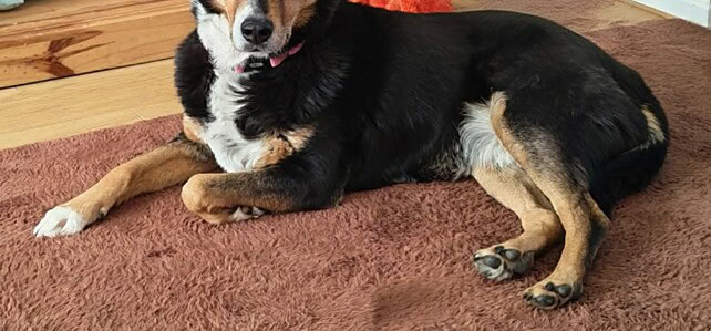 ROSA – Fostered near Taunton