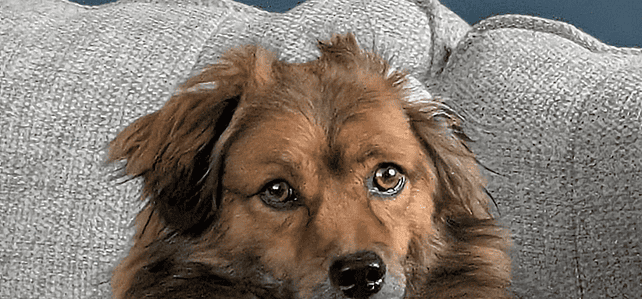 BEAR – Morpeth, Northumberland