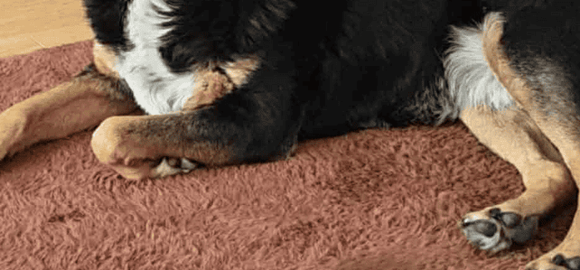 ROSA – Fostered near Taunton